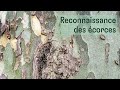 Les arbres  reconnaissance des corces