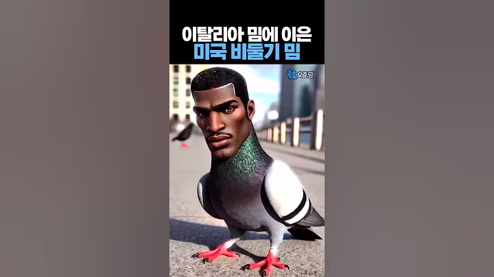 이탈리아 밈에 이은 '미국 비둘기 밈' ㅋㅋㅋ