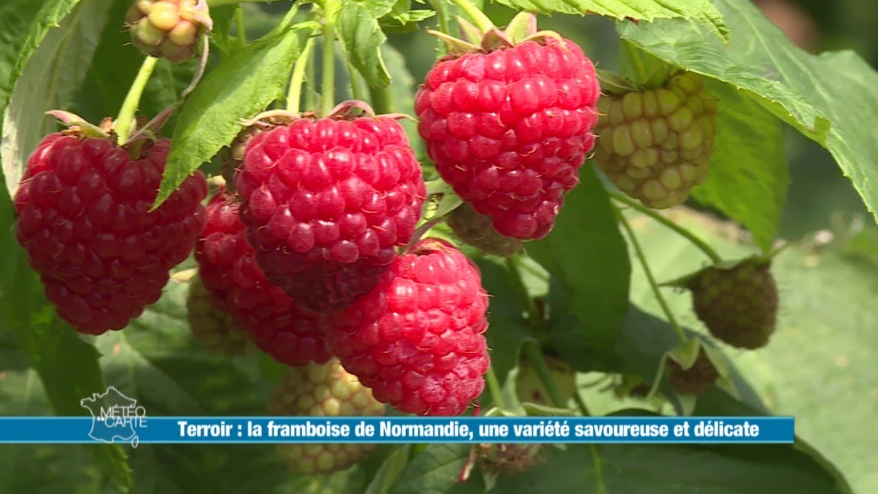 La framboise de Normandie, une variété savoureuse et délicate - Météo à la carte