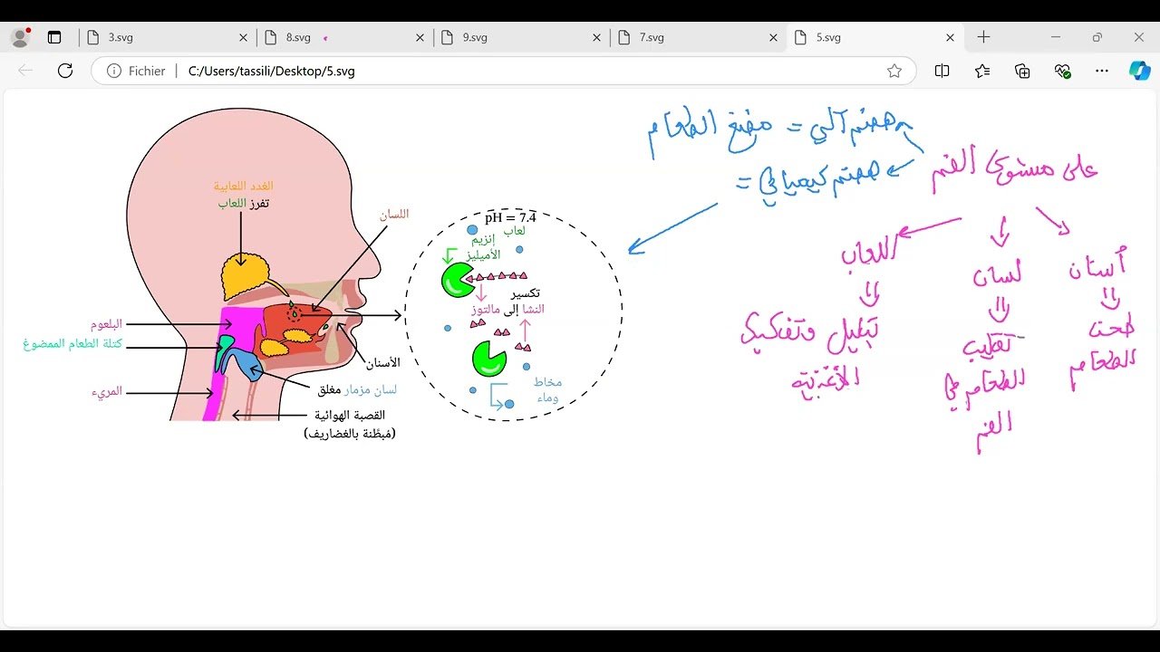 تحولات الأغذية في الأنبوب الهضمي رابعة متوسط بشرح مفصل