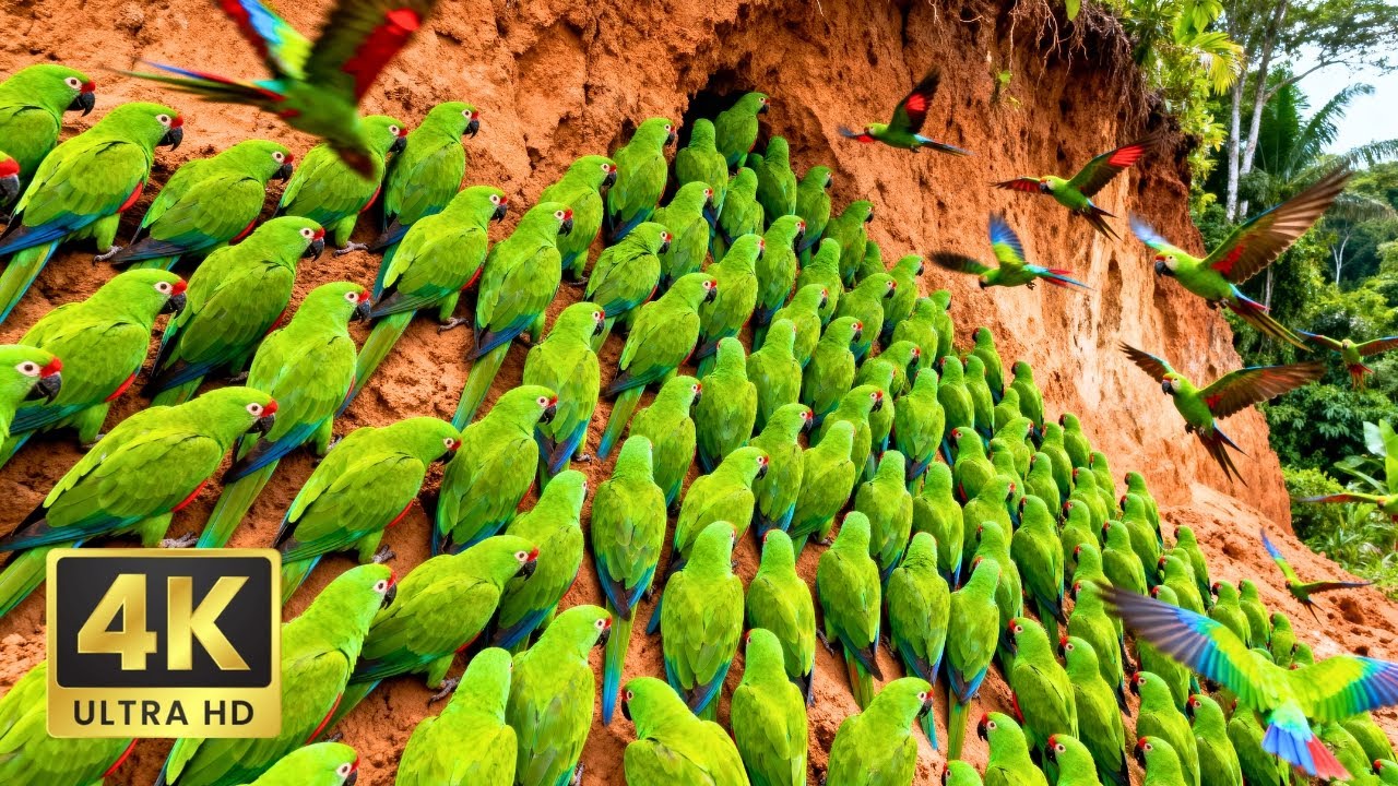 Relaxing Bird Sounds : The Hidden Beauty of Amazon Rainforest Birds | 4K Nature Sounds ASMR