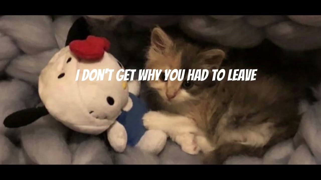 7-weeks-and-three-days-lyrics-youtube