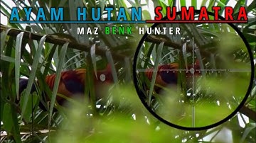 Berburu ayam hutan,tekukur,ruak ruak//dengan mimis QYS 9,56gr