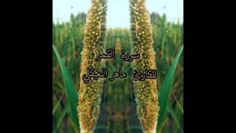 سورة القلم كاملة للقارئ ماهر المعيقلي. صوت يهتز له القلب
