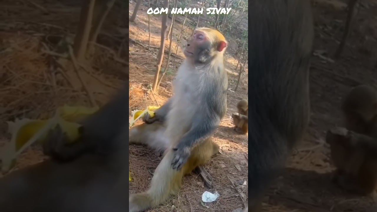 monkey doing meditation🧘‍♀️