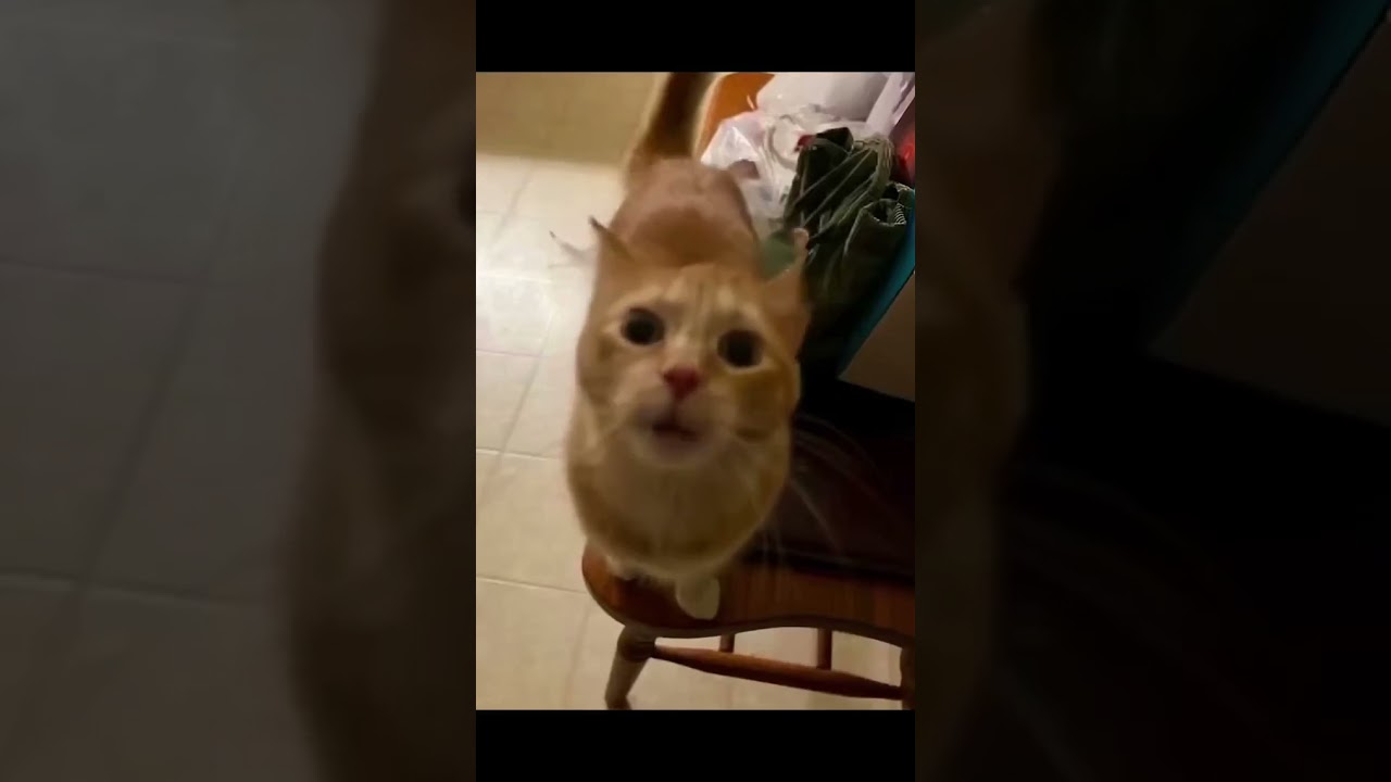 what Shane Dawson heard his cat say