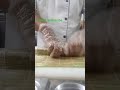 watch till end' 🧑‍🍳#food #foryou #youtubeshorts#trending #sushi