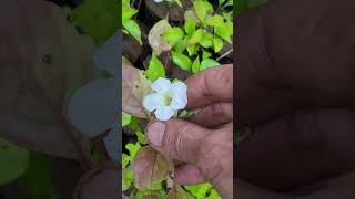 Rv Botanicals -Small nursery which offers some native plants