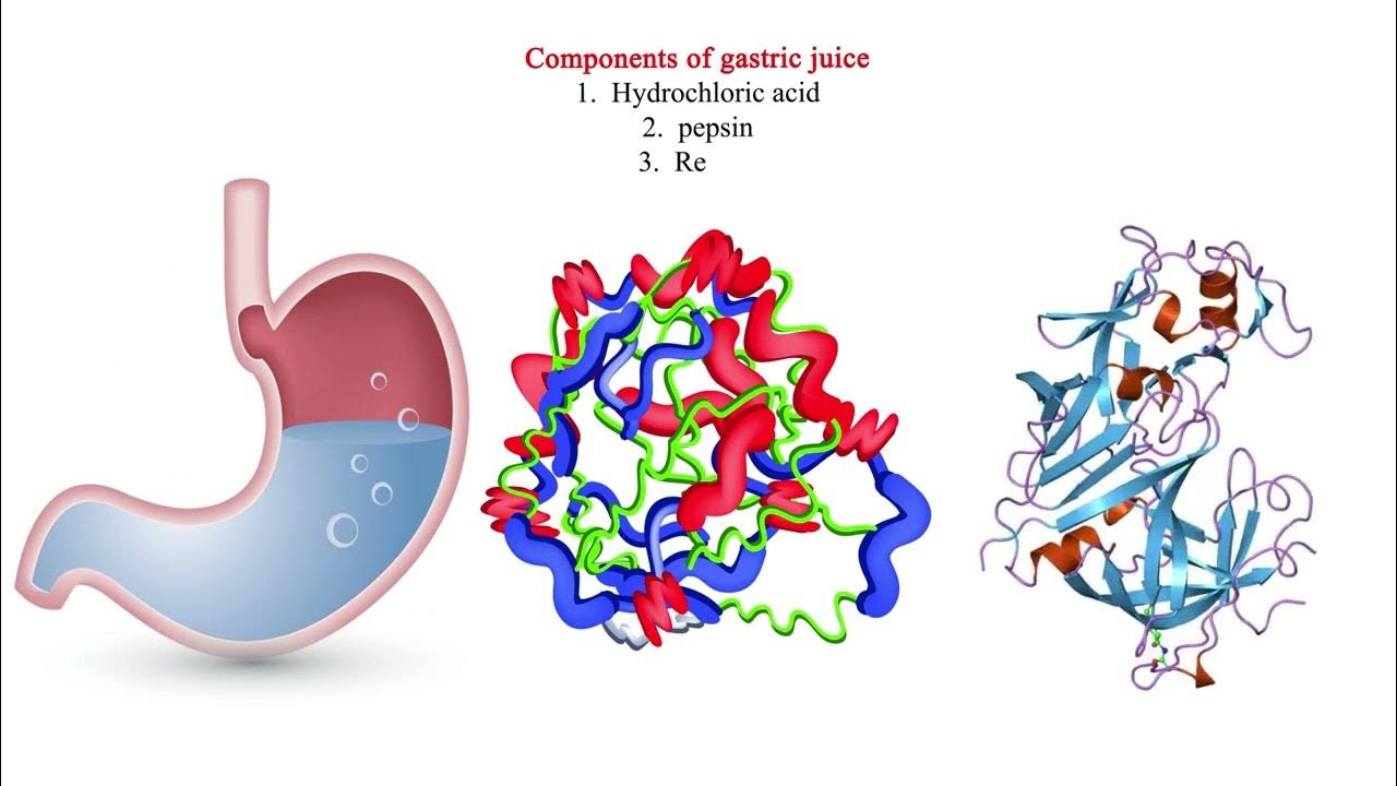 Components of gastric juice YouTube