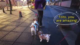Vanilla, the Cavalier King Charles puppy, went for an evening walk with Toto a friendly neighbor dog by Vanilla Channel 760 views 3 weeks ago 2 minutes, 10 seconds