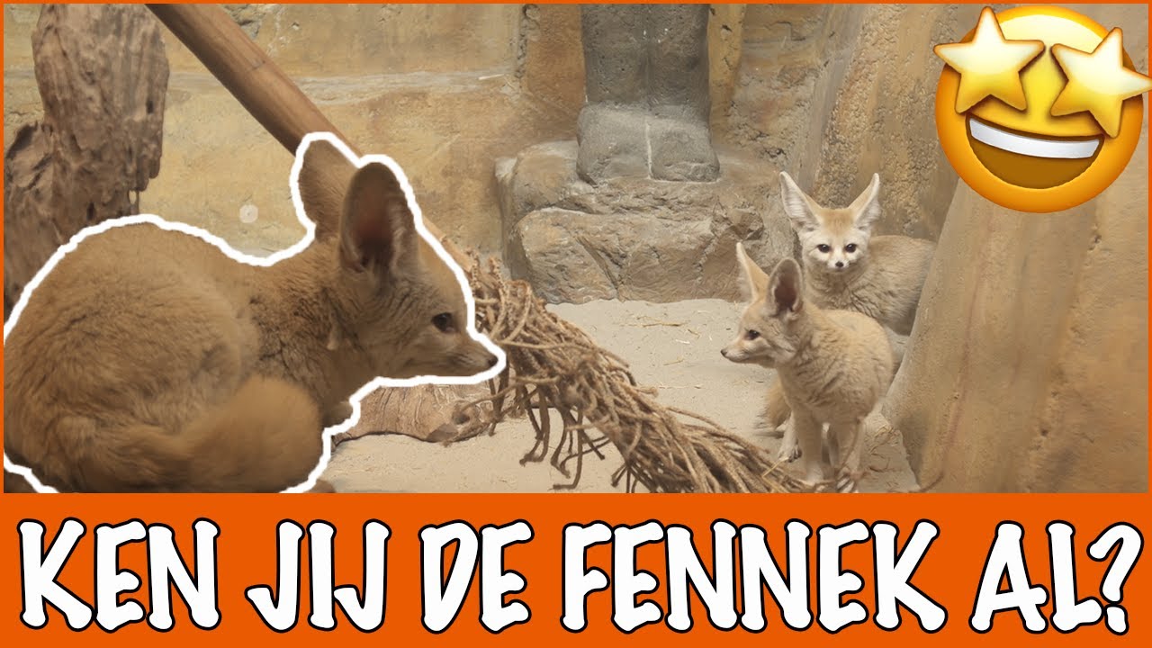 Een mini vos met grote oren!! | DierenpraatTV - YouTube