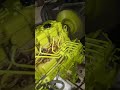 Genarator Run and Fine out Any problem.#genarator #machine #shortvideo#electrical #start