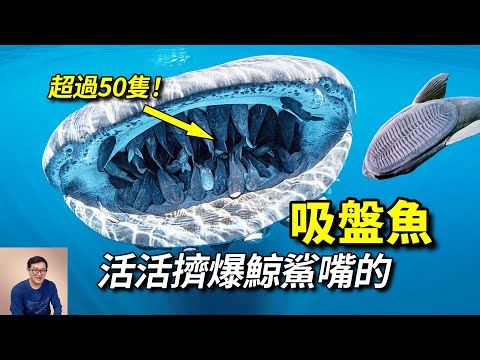 頭上頂著個「鞋底」，敢在鯊魚嘴裡做生意，進化的奇跡——吸盤魚Remora【老肉雜談】