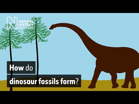 How do dinosaur fossils form? | Natural History Museum