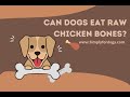 Are Raw Chicken Bones Safe for Dogs? Tips and Precautions