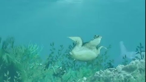 clear ocean   ADOBE AFTER EFFECTS