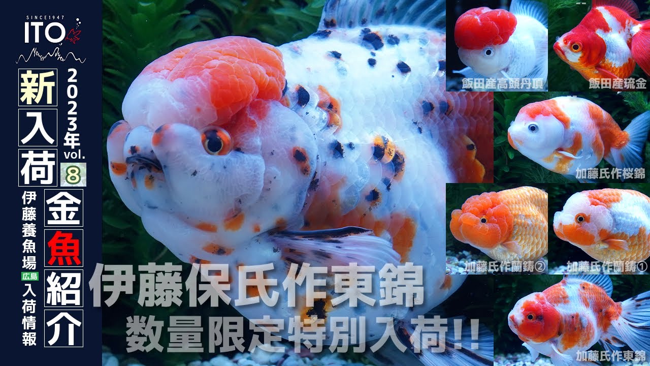 関東東錦 極上上物