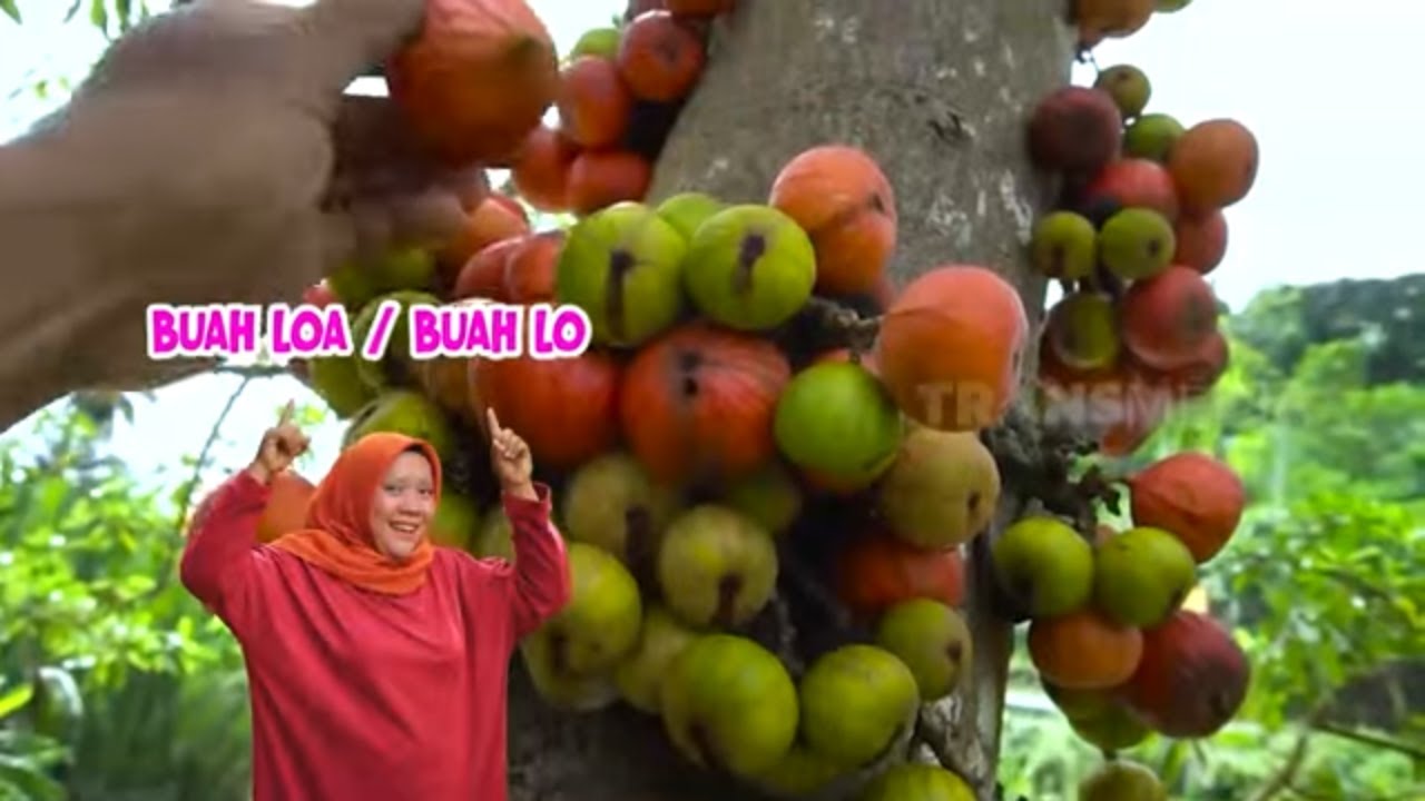 Mencari Buah Loa dan Masak Jamur | ENAH BIKIN ENAK (16/08/22) Part 2