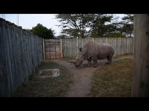 how much does a rhino license cost how much does a rhino license cost