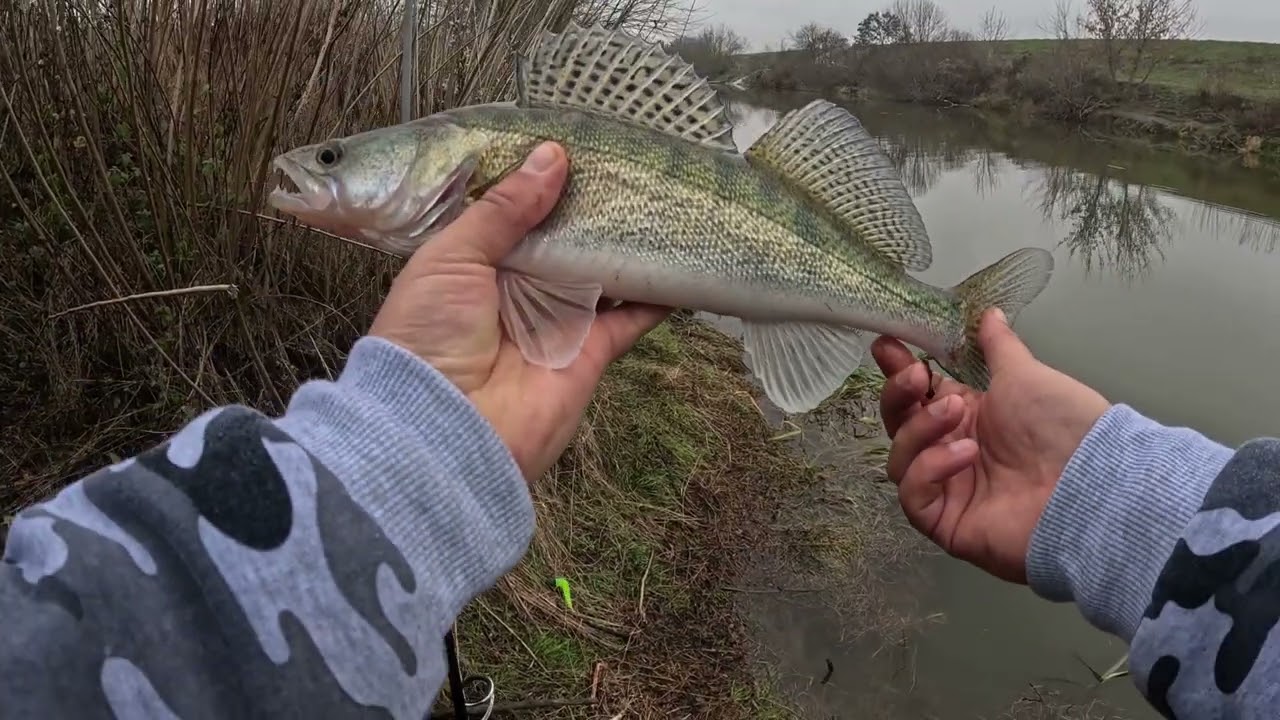 Chasing zander on the Sió Canal in winter part 1. / Téli süllőhajsza a Sió-csatornán 1.rész /4K/