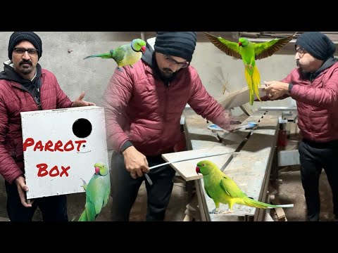 How to make parrot Box at home