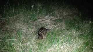 Corn Crake (Crex Crex, Kornknarr)