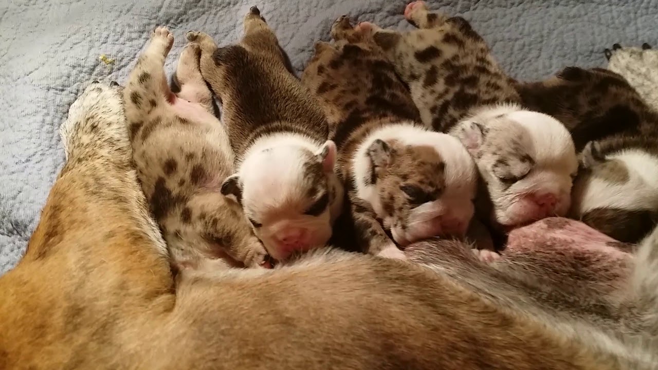 Merle English bulldogs puppies just dropped February 2019