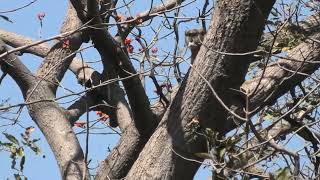 The Patas Monkey Can Run Faster Than Any Other Primate!