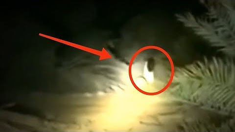 caught on camera the ghost of kuntilanak crying in the palm forest