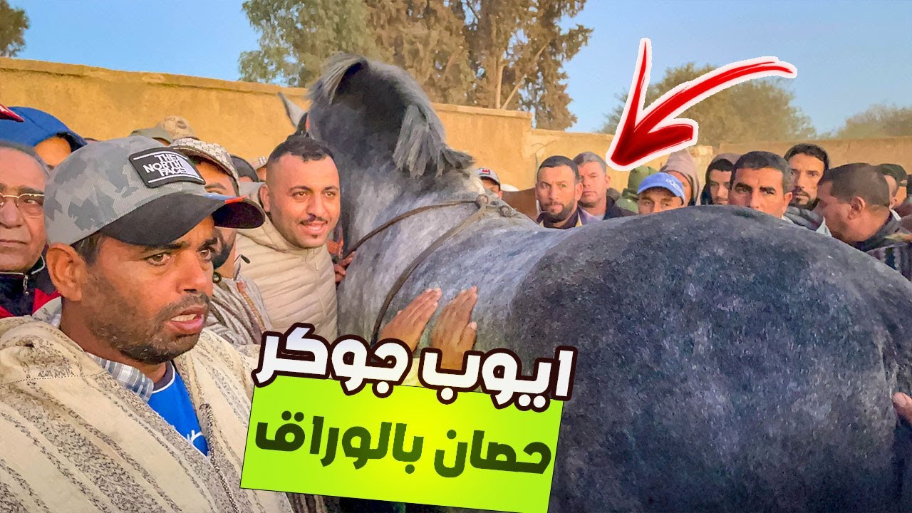 🚨سوق الخميسات ايوب جوكر ذخل عود بوريقات بديگري من سلالت الفحل وكال  تبارك الله ✅