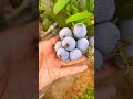Hamare pyare Nabi ka ek pyara sa vakya