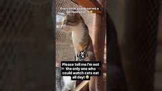 #kitten #cat #lifeisbutadream #haveitoldyoulatelythatiloveyou #ihavethisthingwithplants #cute