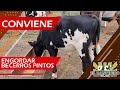 CONVIENE engordar becerros pintos...lo averiguaremos