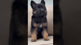 5000 Price Down German Shepherd Puppy 9569223167