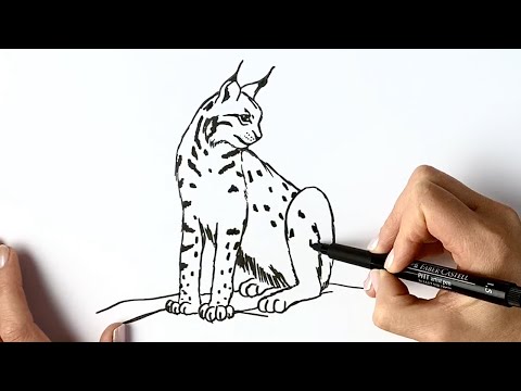 Vidéo: Comment Dessiner Un Lynx