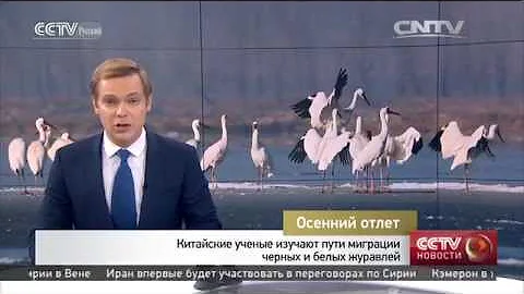 Китайские ученые изучают пути миграции черных и белых журавлей
