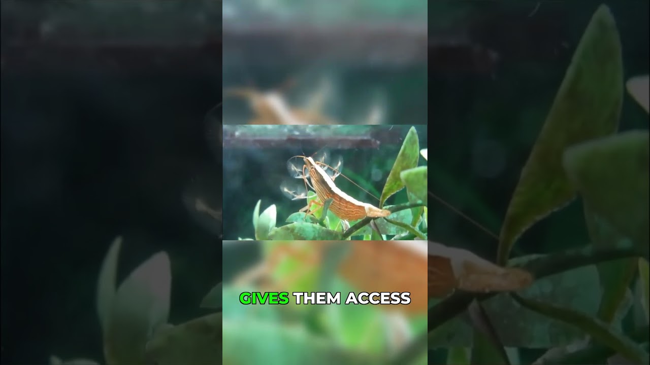 Feeding Your Bamboo Shrimp: Powdered Food is Key!