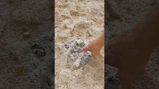 Florida Panther Tracks at Babcock Ranch @FWCResearch