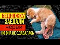 Смерть дышит ей в лицо. Заживо съели черви, но шанс жить есть!