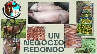 UN NEGOCIO REDONDO...