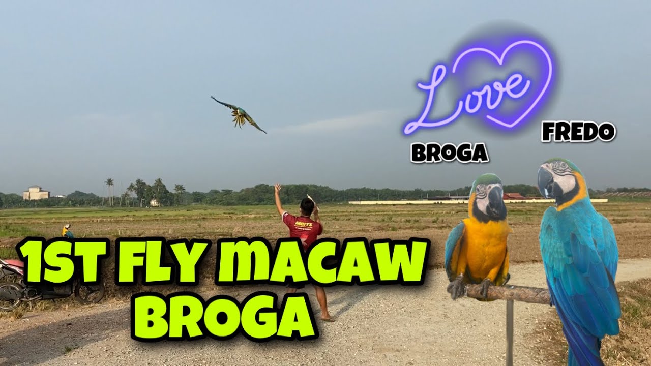 FREE FLY BURUNG MACAW PERDANA BIKIN JATUH JANTUNG TERBANG JAUH TANPA GPS / BROGA