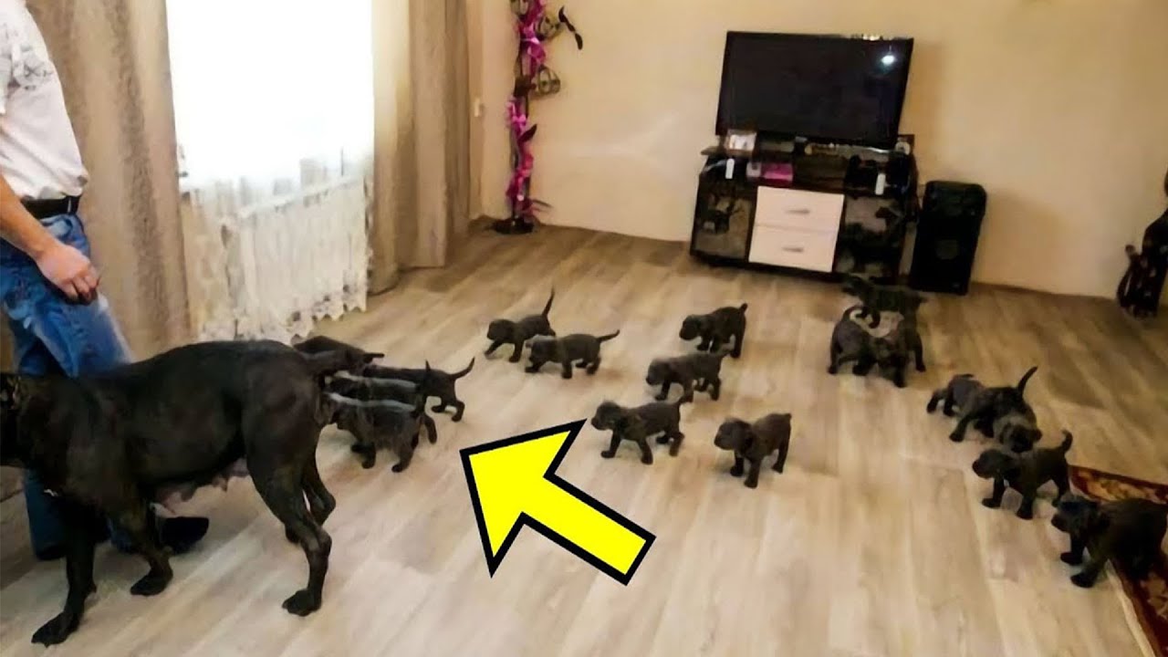 A Dog Gave Birth to 15 Puppies! The Vet Took a Closer Look At Them and ...