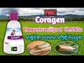 FMC Coragen | କାଣ୍ଡବିନ୍ଧା ପୋକର ସମ୍ପୂର୍ଣ୍ଣ ନିୟନ୍ତ୍ରଣ | Chorantraniliprol 18.5%sc | Stem Borer
