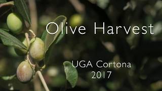 Olive Harvest 2017 - UGA Cortona