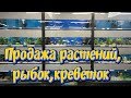 Объявление! Продажа аквариумных растений, рыбок, креветок! Купить аквариумные растения !