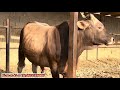 МАЛ БАЗАР БУГУН КАНДАЙ БОЛДУ УЧ-КОРГОН МАЛ БАЗАРЫ!!! 20-Июнь