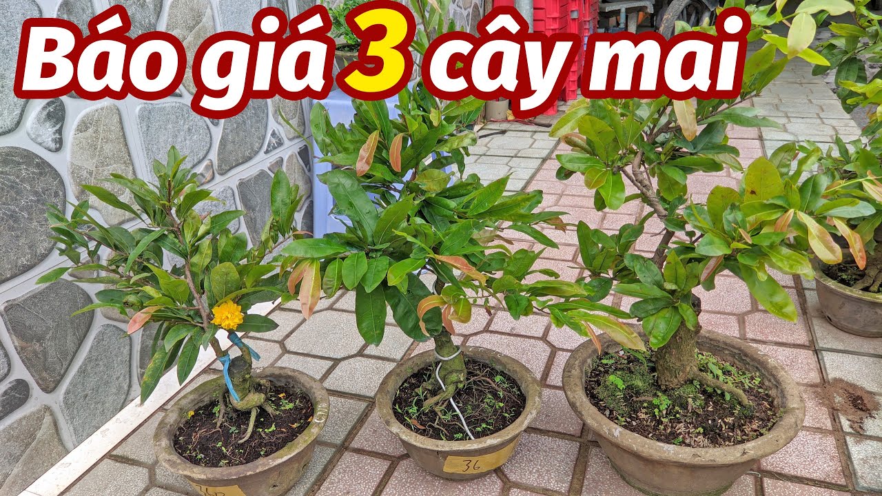 (2/7). Bán Mai cúc không nhị, mai cúc quý phi giá rẻ 0902074660