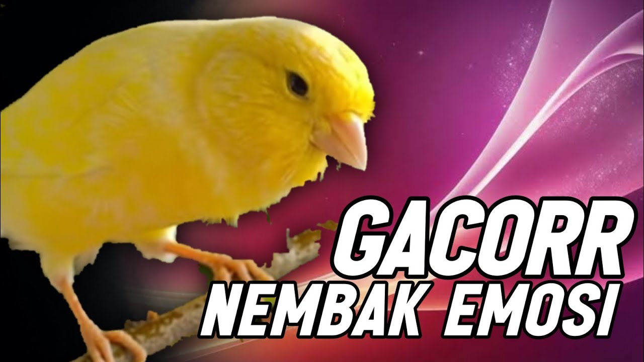 KENARI GACOR PANJANG Rol Rapat EMOSI Cuit cuit Ngerol utk Masteran Murai Batu Full Isian