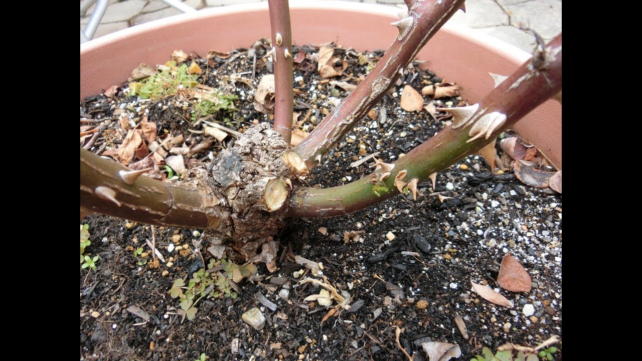 クロードモネの冬剪定 Youtube