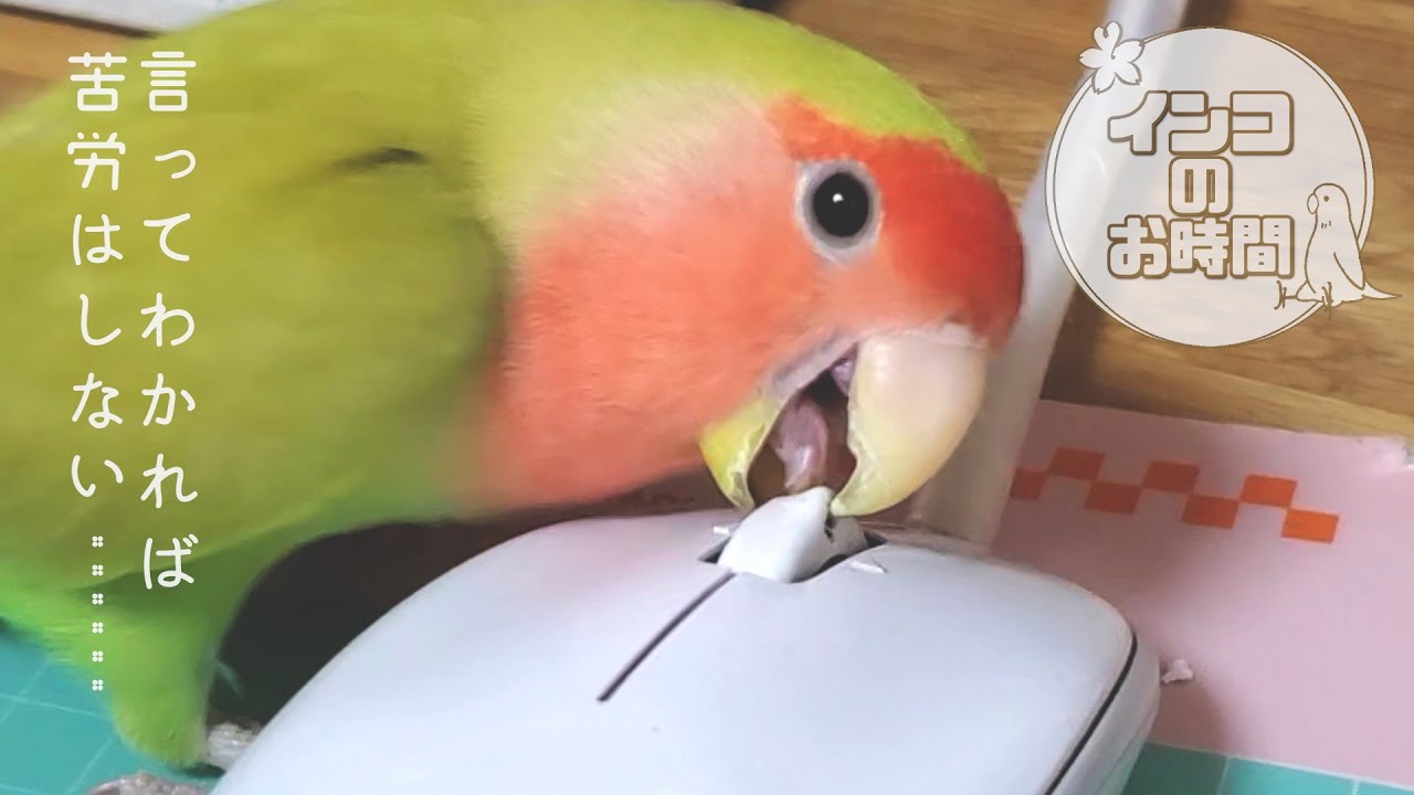 maxresdefault.jpg
